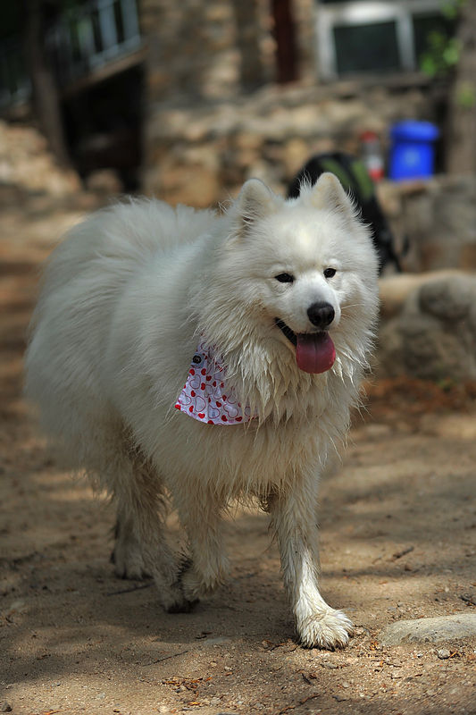 萨摩耶犬饲养方法,如何饲养萨摩耶幼犬不咬人