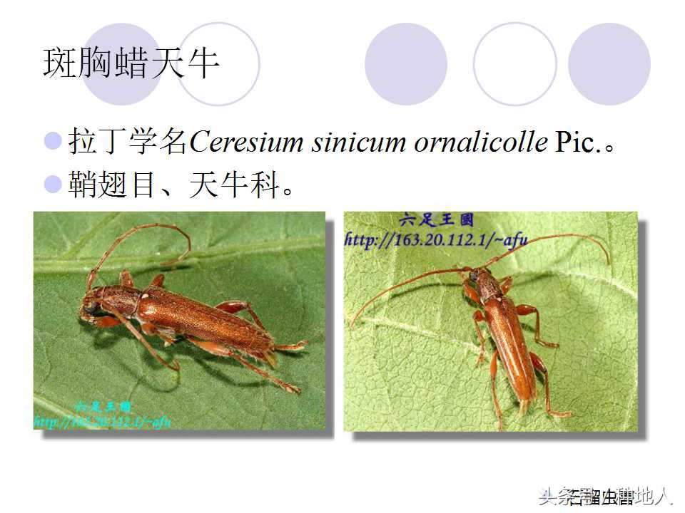 石榴虫害,石榴虫害图解大全