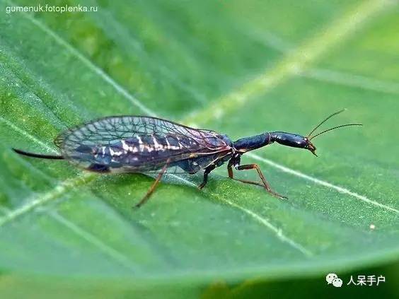 看昆虫各式“大嘴”如何吞天吞地~