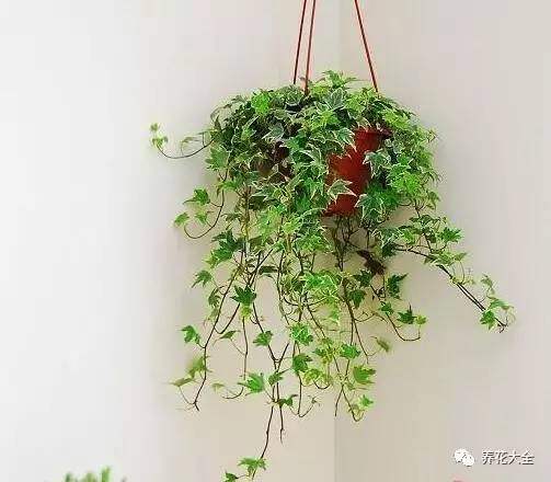 水养发财树绿萝黄叶掉叶怎样补救,绿萝发财树怎么养不烂根