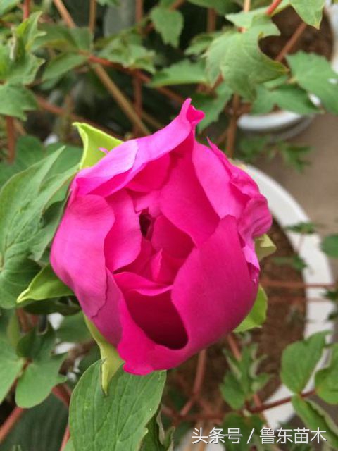 牡丹花为什么不发新枝,牡丹花不开花怎么管理