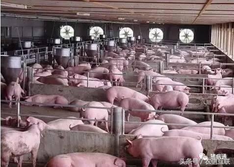 猪不明原因消瘦怎么办,猪呼吸急促消瘦什么病