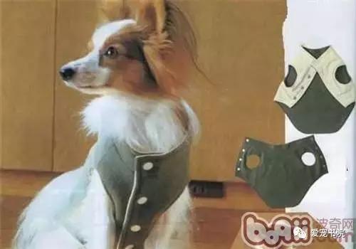 改造狗狗的衣服大全,狗狗衣服的裁剪方法
