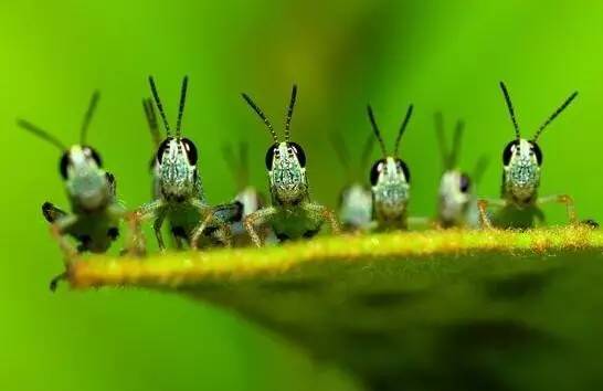 看昆虫各式“大嘴”如何吞天吞地~