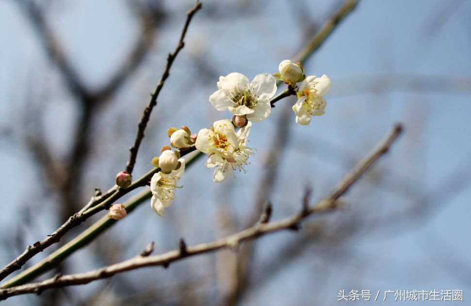 从化石门香雪公园梅花,萝岗香雪公园梅花