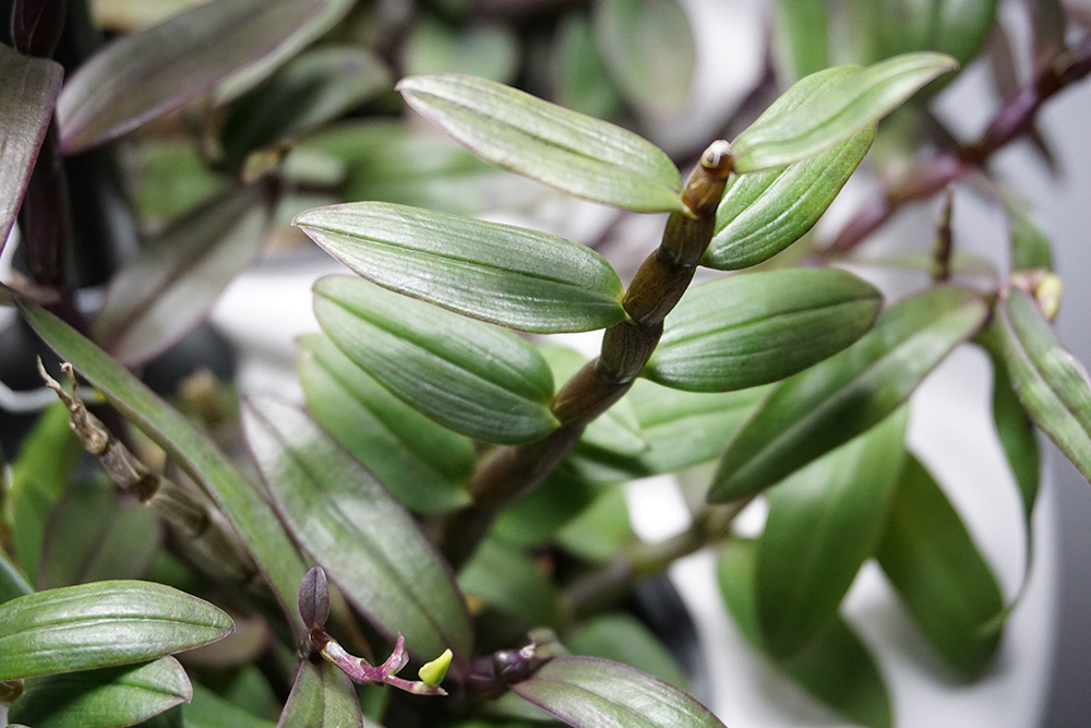 铁皮石斛的水培方法,铁皮石斛水培方法