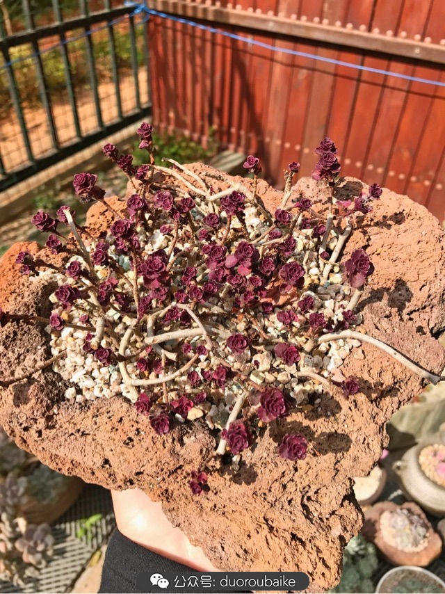 大姬星美人多肉,姬星美人怎么样爆盆