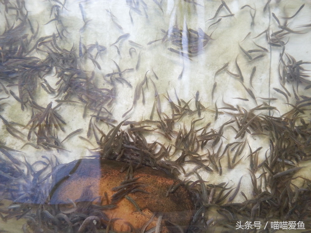 泥鳅“寸片死”是真的吗？新手该怎么破解？