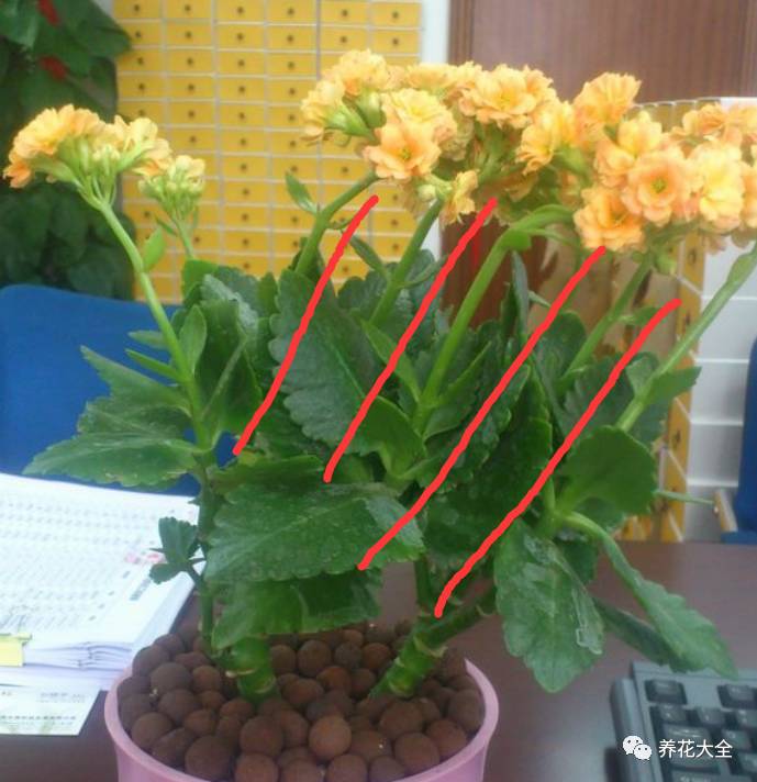 光照条件不好适合养什么花,花养不好是家里气场不好吗