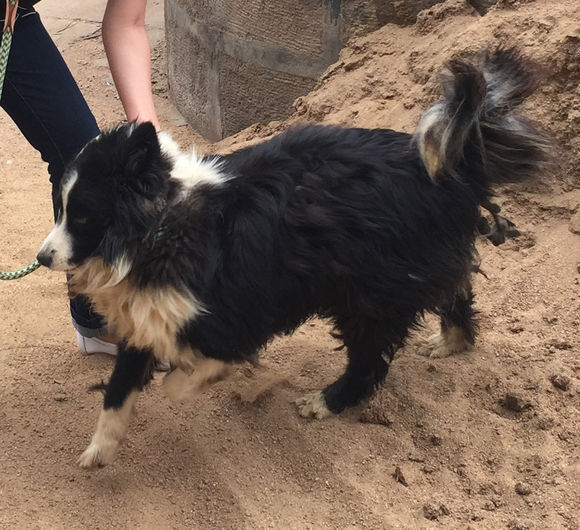 边牧常咬人该怎么制止,被救边牧原视频