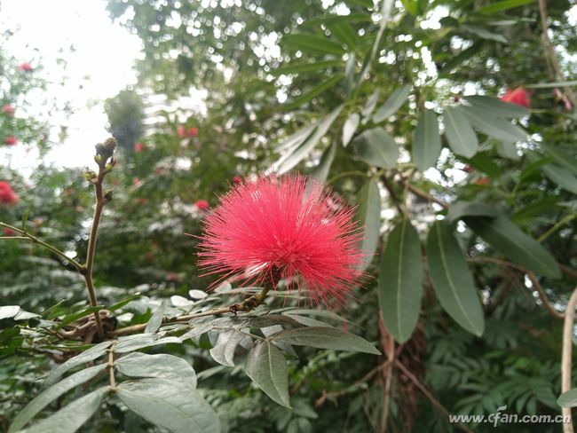 金立m2017价格查询及购买指南,金立m2017现在是多少价格