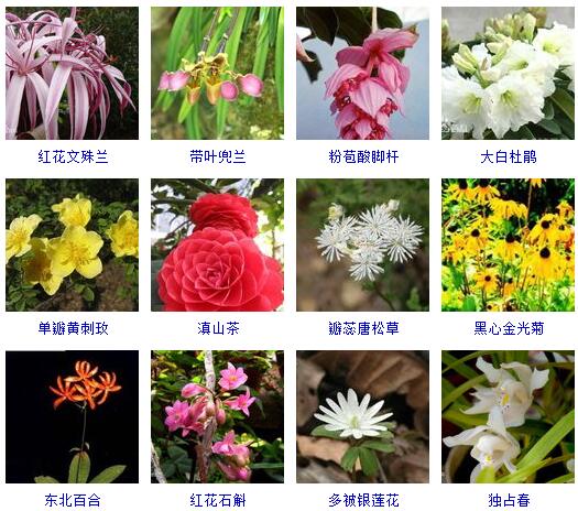 150种花卉大全,108种花卉大全