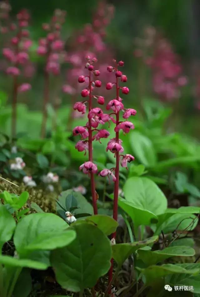 张学文讲丹参,大国医张学文验方集锦