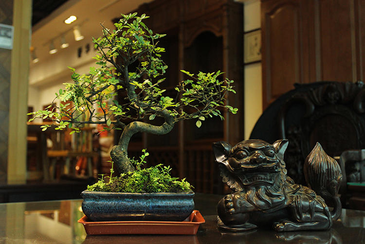 哪些绿色植物可以净化室内空气,室内绿色植物多的优点与缺点