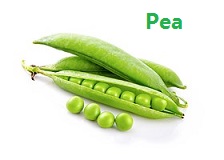 apple苹果的英语是什么,苹果的英语为什么是anapple