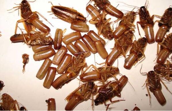 怎样杀死车上的蟑螂,怎么灭车里的蟑螂