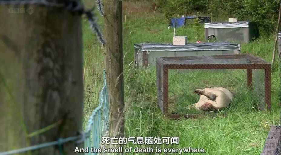 只有BBC才拍得出这么腐的片