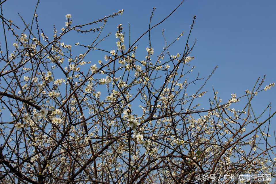 从化石门香雪公园梅花,萝岗香雪公园梅花