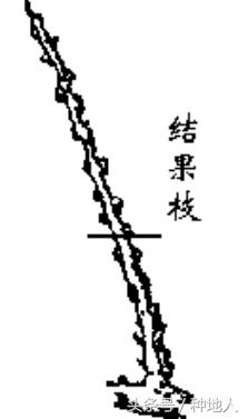 一年生小桃树修剪,桃树怎么修剪树枝