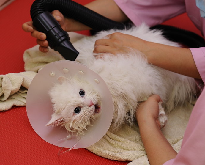 如何给猫洗澡教程,如何给猫洗澡不伤人