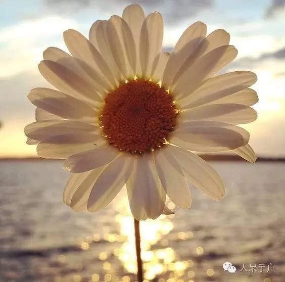 新年赏国花,世界各地最美的国花