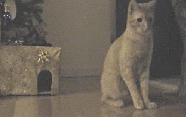 灭鼠家里面的老鼠的最好方法,农村冬天房子顶上有老鼠怎么办