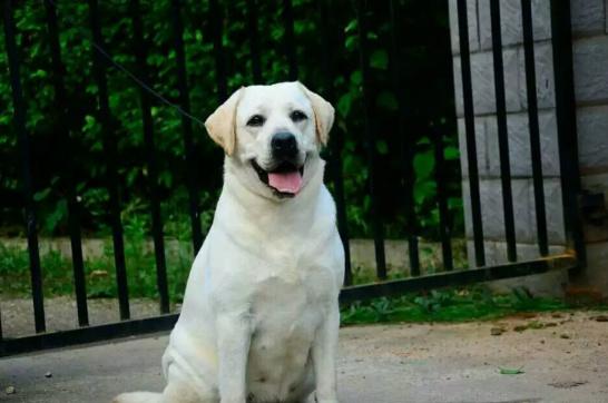 选择汪星人只看价格?真实经历告诉你为何不要贪便宜