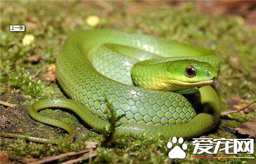 宠物蛇爬虫市场,杭州宠物蛇爬虫市场