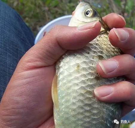 冬钓大板鲫实用绝招,冬钓技巧快速钓到大板鲫