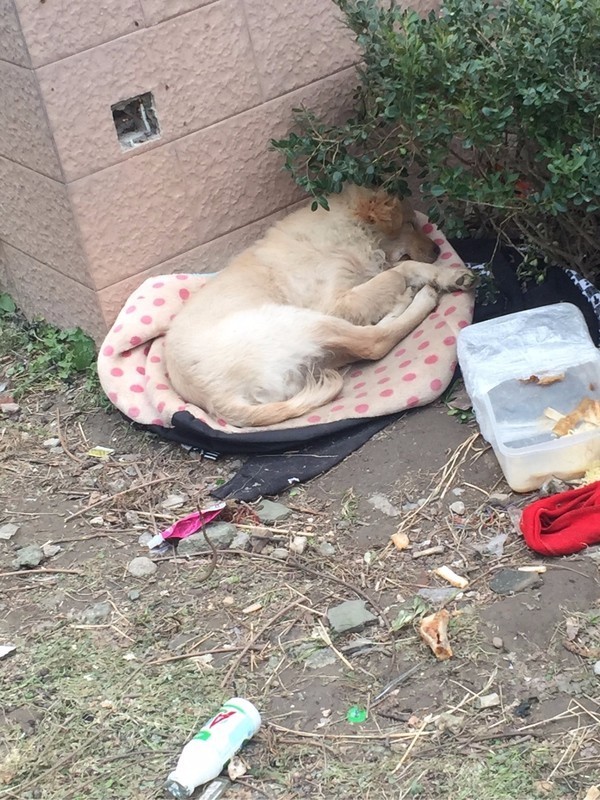 怕了24年的狗狗,却遇见了改变她一生的狗狗