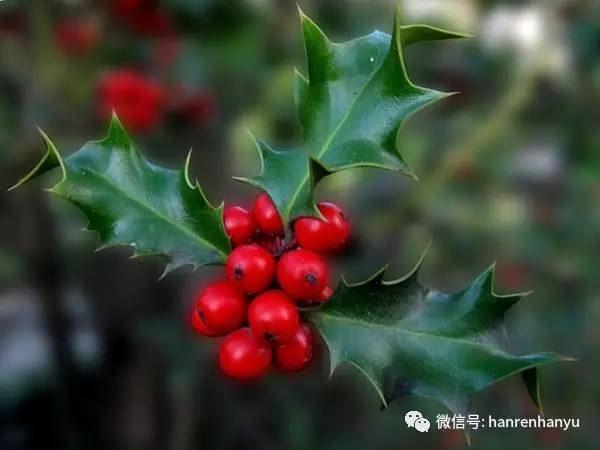 christmastraditions鍚姏鍘熸枃,christmastraditions闃呰鍘熸枃