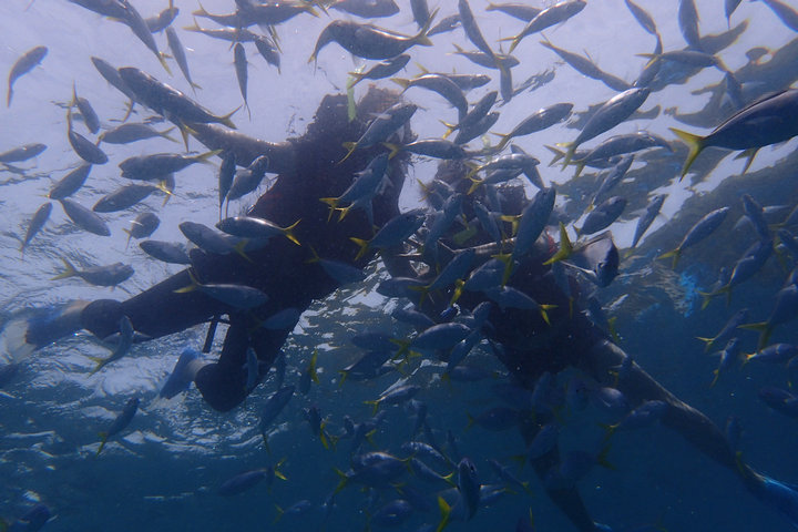 帕劳怎么玩,我来教你怎么玩打野