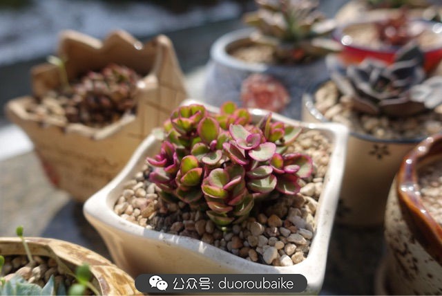 新手种植多肉植物教程,爱生活爱养花花卉绿植养护小知识