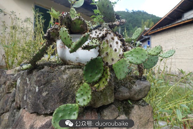 新手种植多肉植物教程,爱生活爱养花花卉绿植养护小知识