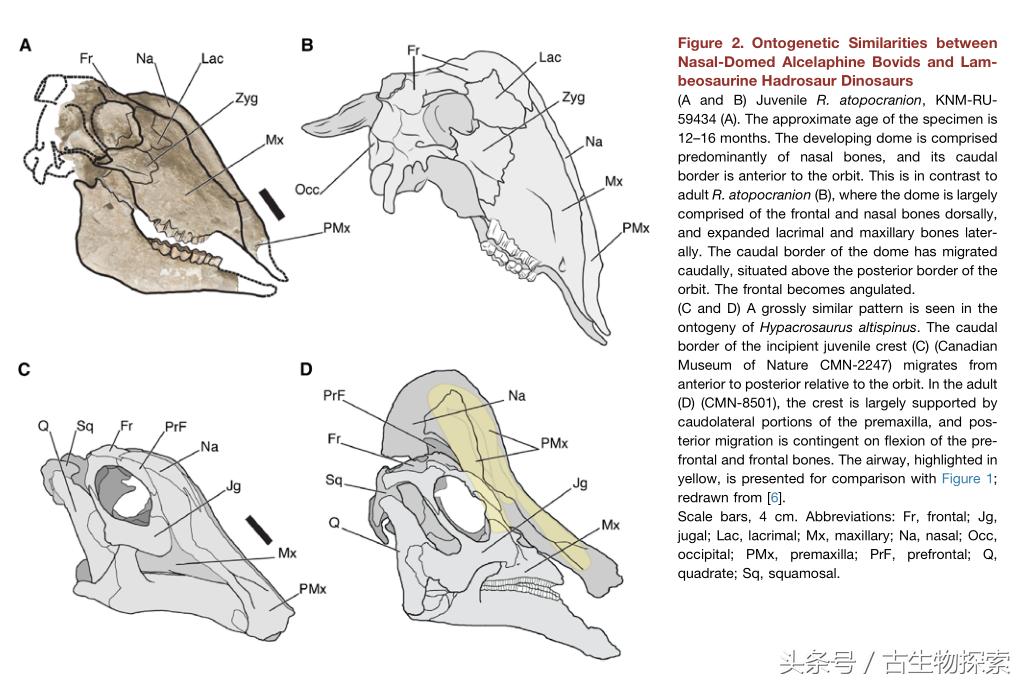2021年神兽大全,1-8世代神兽盘点