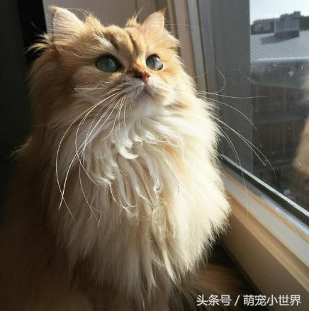 十大高颜值猫照片,唯一一张最可爱猫咪图片