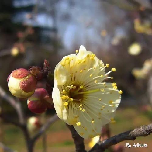青江梅花香雪海,香雪海梅花国画