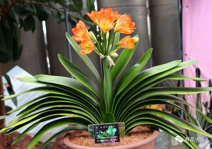 别人家的君子兰,君子兰没长出来就开花了怎么回事