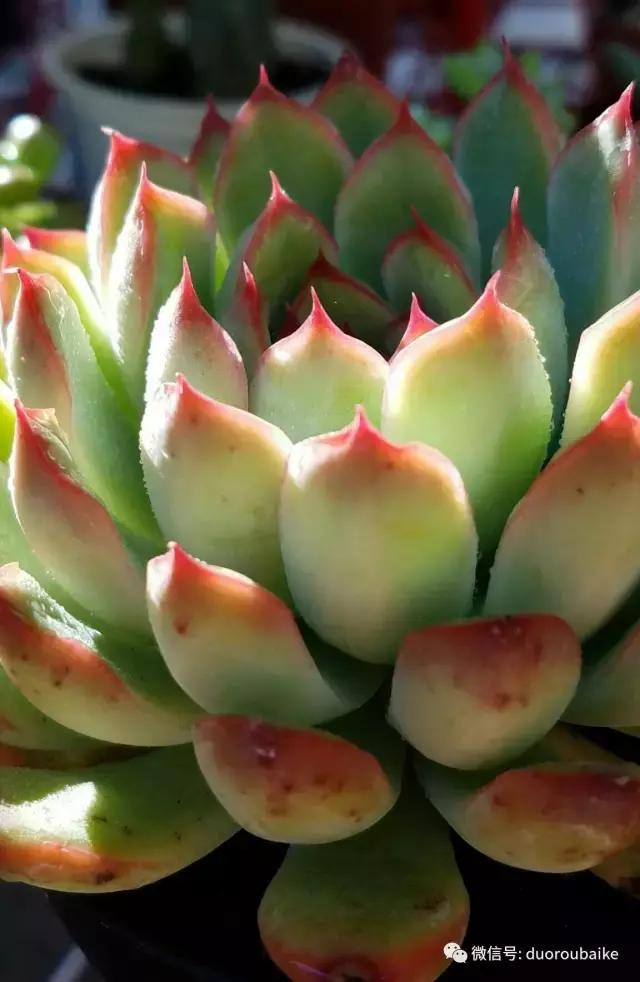 养多肉人发的朋友圈,养肉者们分享的多肉视频