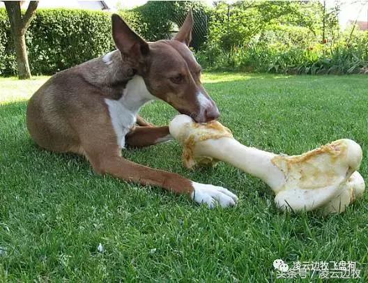 注意!骨头可以杀死狗!