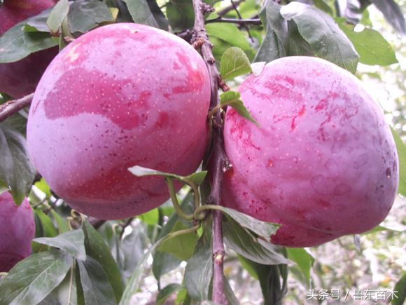 红心李子黄心李子,红心李子几月熟