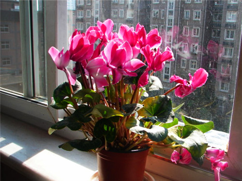 仙客来花叶黄了什么原因,仙客来花叶子发黄怎么补救