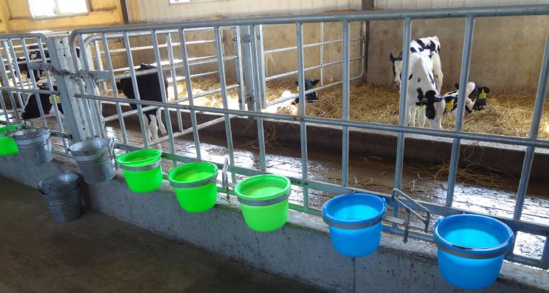 用心的犊牛管理者CRI国际兽医学博士——大卫L·布朗