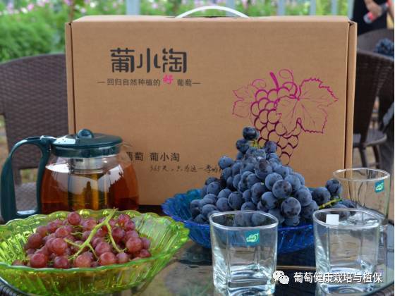 葡萄观光采摘方法视频,葡萄观光采摘园景观设施