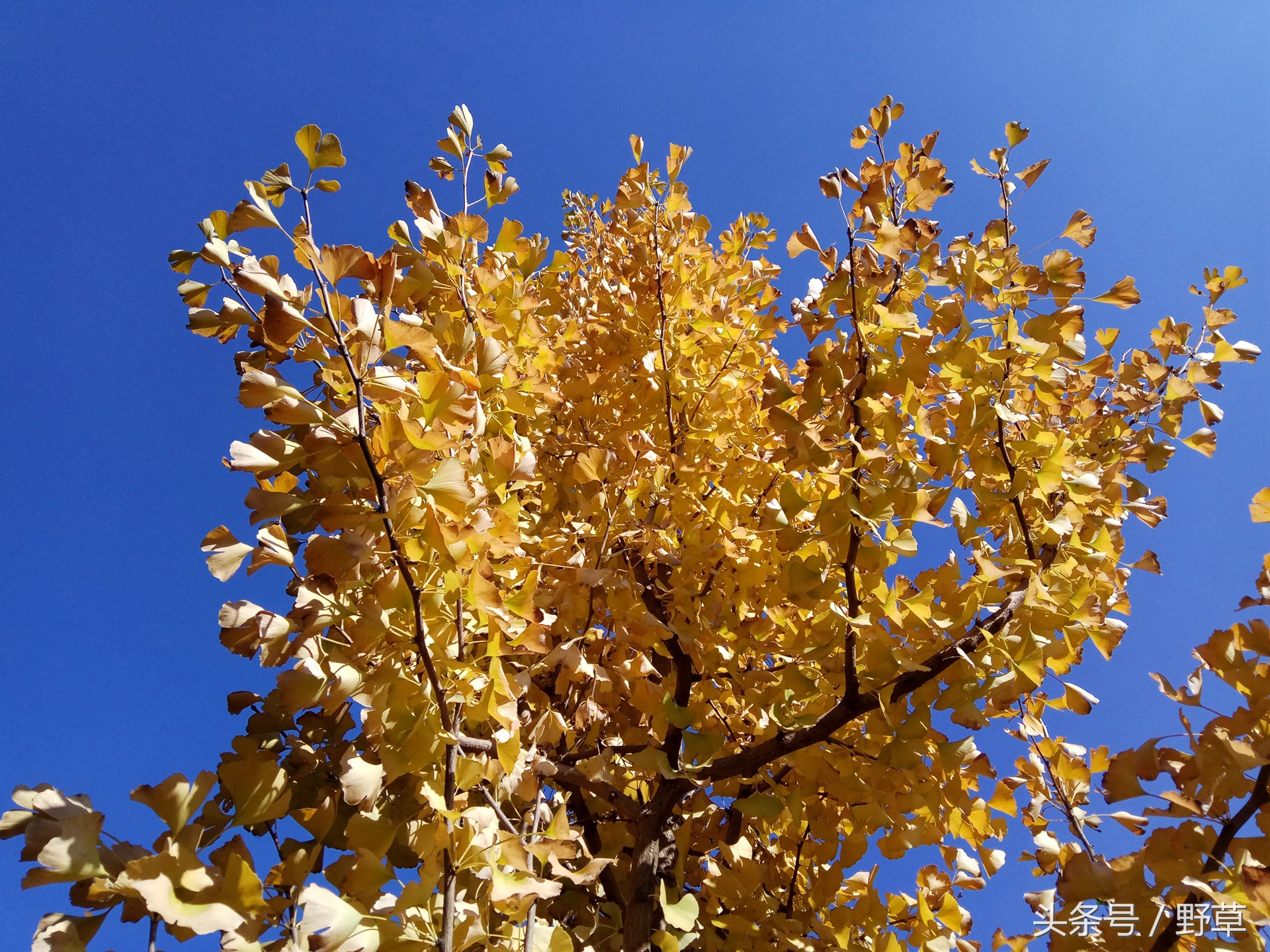 吴秀波刘诗诗刘昊然代言红米,红米广告刘诗诗吴秀波刘昊然