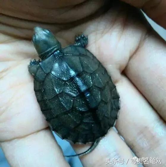 懒人养龟有诀窍，泥水生态养殖就是那么简单！