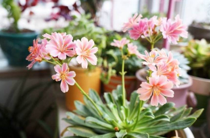 这些花越养越值钱,这些花比绿萝还好养