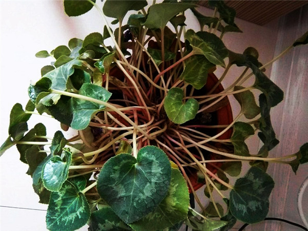 仙客来花叶黄了什么原因,仙客来花叶子发黄怎么补救