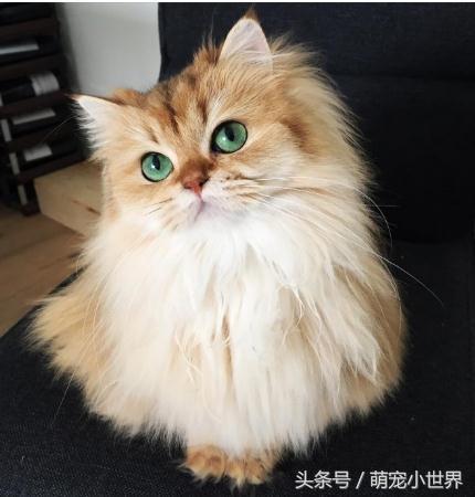 十大高颜值猫照片,唯一一张最可爱猫咪图片