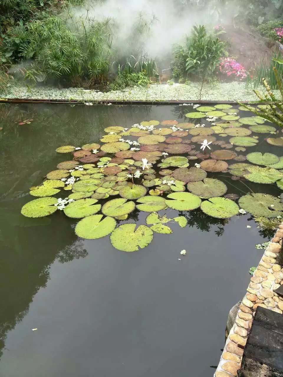 深圳青青世界酒店,深圳青青世界旅游大全